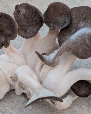 Black Pearl King Oyster Mushrooms