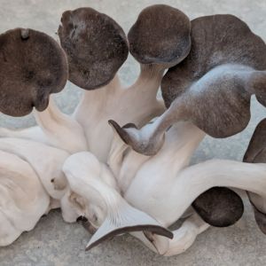 Black Pearl King Oyster Mushrooms