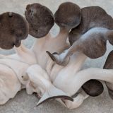 Black Pearl King Oyster Mushrooms