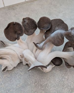 Black Pearl King Oyster Mushrooms
