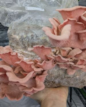 Pink Oyster Mushrooms