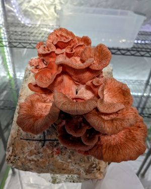 Pink Oyster Mushrooms