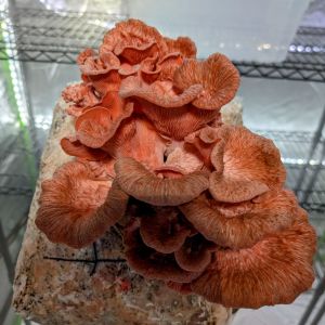 Pink Oyster Mushrooms