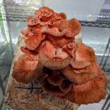 Pink Oyster Mushrooms