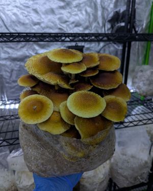 Chestnut Mushrooms