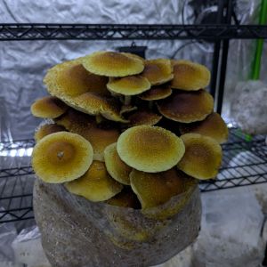 Chestnut Mushrooms