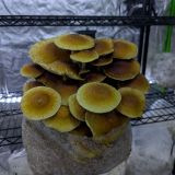 Chestnut Mushrooms