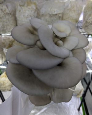 Blue Oyster Mushrooms
