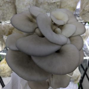 Blue Oyster Mushrooms