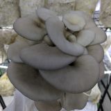 Blue Oyster Mushrooms