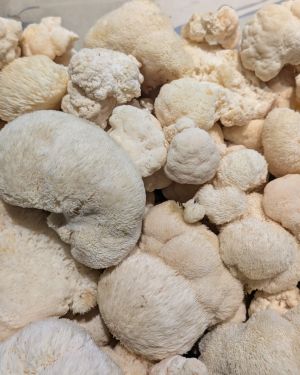 Fresh Mushrooms – Lion’s Mane