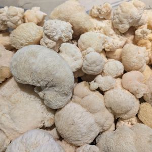 Lion's Mane